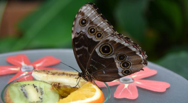 Biosphäre Potsdam